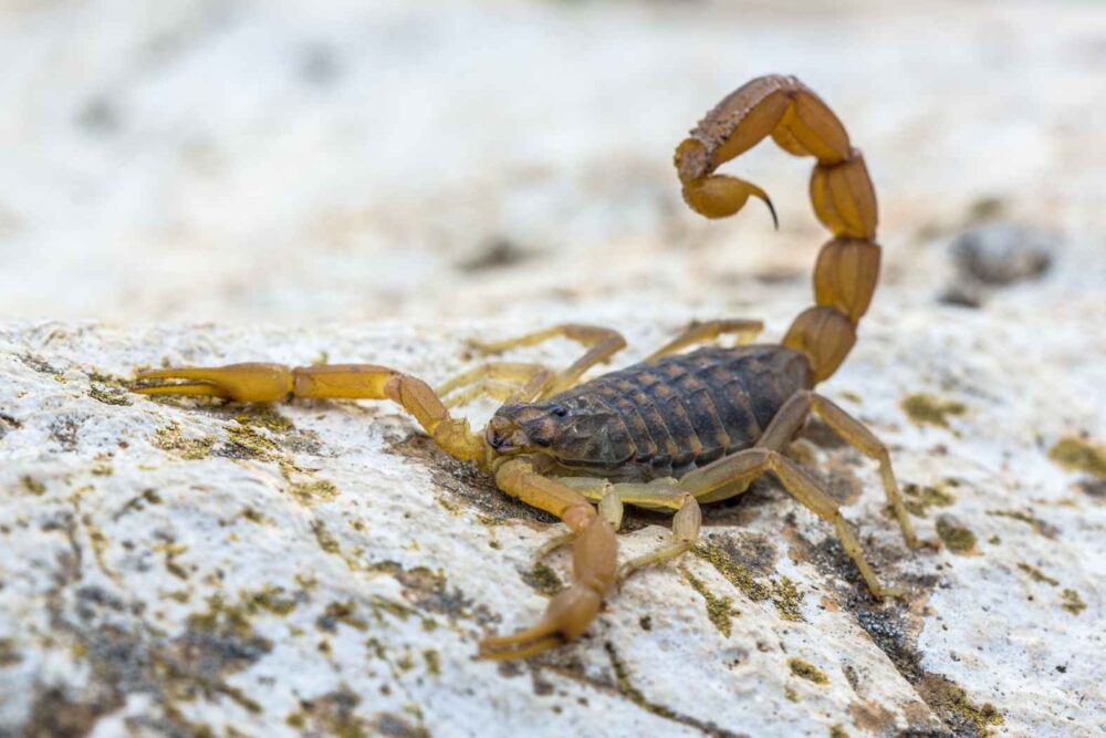 Scorpion