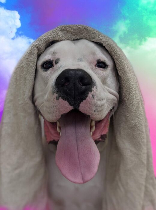 A Class Above Grooming