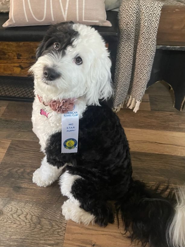 Hava Good Dog Training