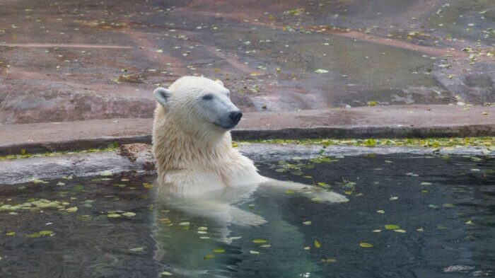 Polar Bear Day