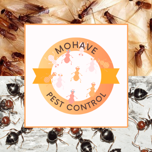 Mohave Pest Control